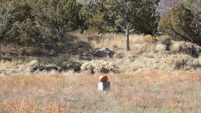 Pumpkin violently explodes after being struck by a high power rifle slow motion. Complete vaporization in a cloud of parts. Halloween or harvest subject.