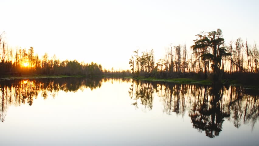 Cypress swamp in southern United States