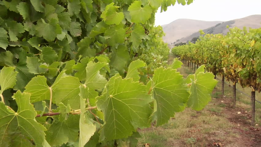Grape vines blow in the wind at a Santa Barbara County vineyard, California.