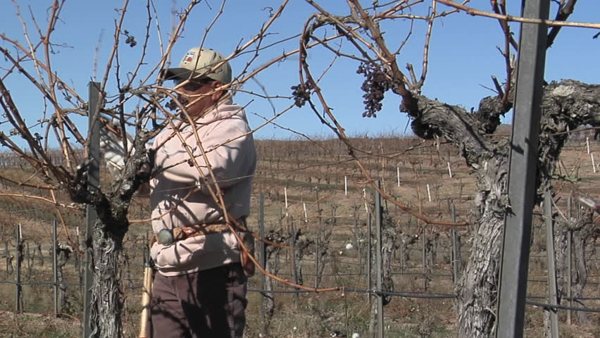 CALIFORNIA - CIRCA 2009: A field worker prunes dormant vines in a vineyard circa 2009 in California.