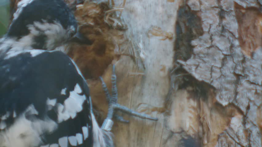 woodpecker