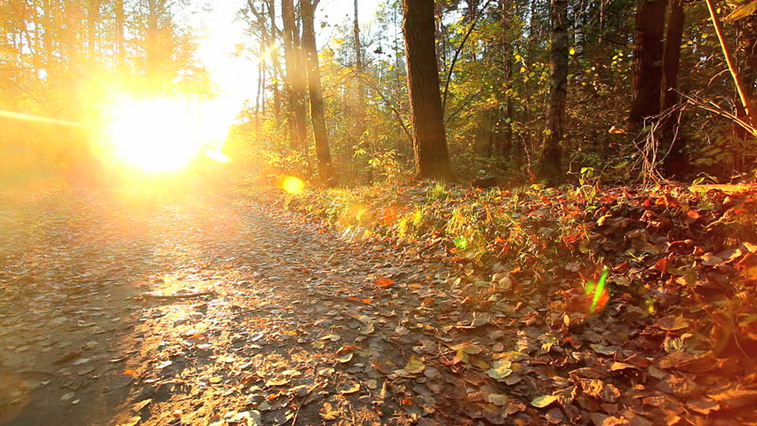 Cyclist in autumn forest