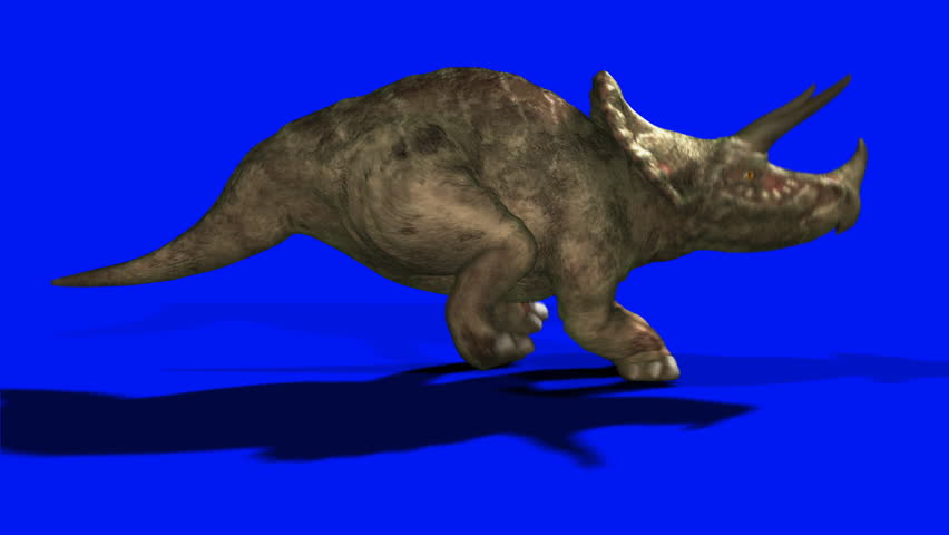 triceratops dinosaur running loop  bluescreen chromakey backdrop for easy compositing into your own scenes