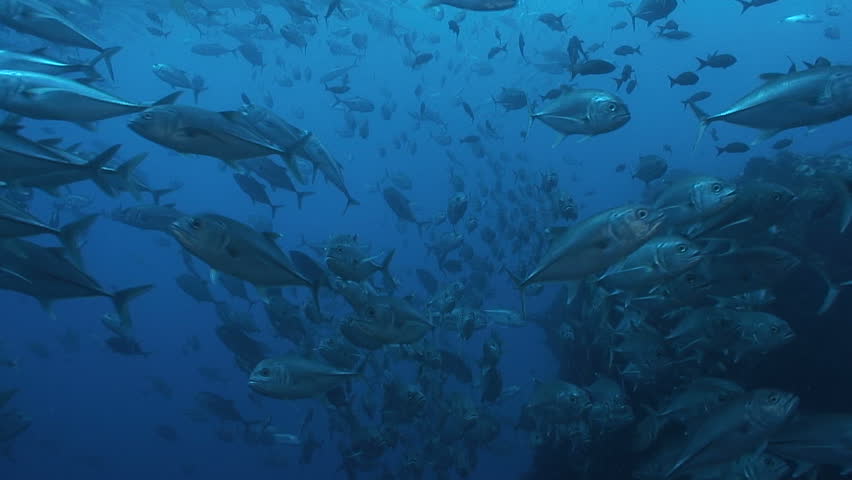 Shoal of Bigeye Jacks