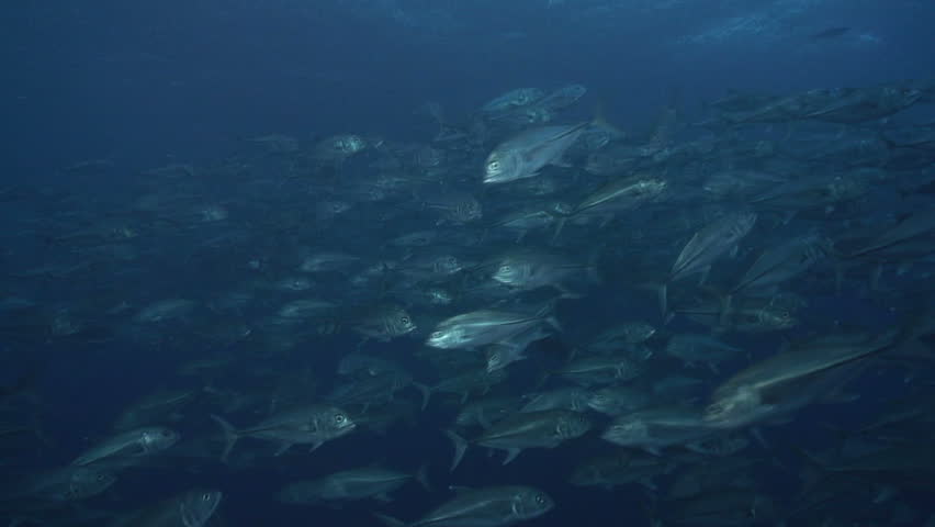 Shoal of Bigeye Jacks