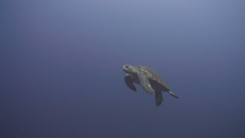 Green turtle