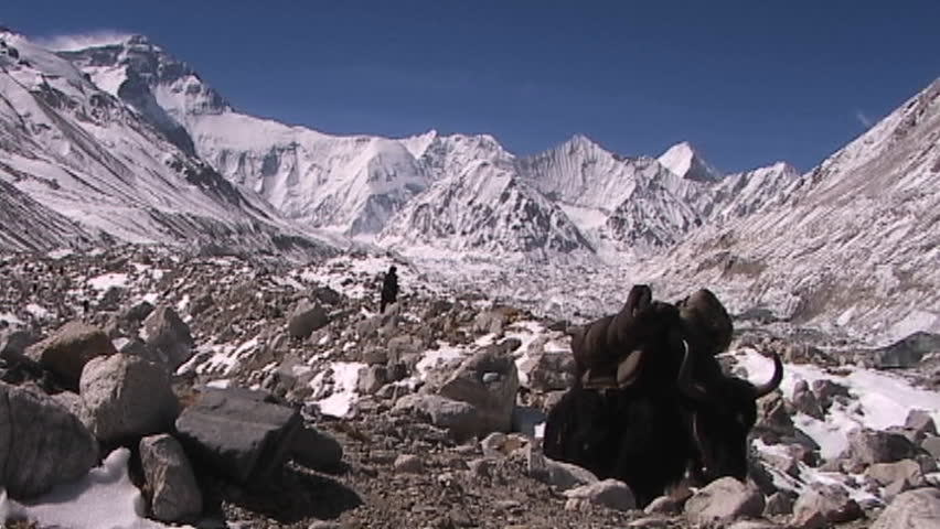 Yaks with expedition gear walking with Everest in the background