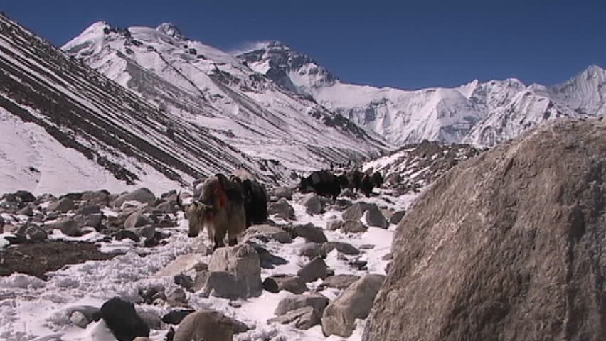 Yaks with walking with Everest in the background