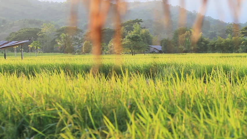 Dolly rice farm.