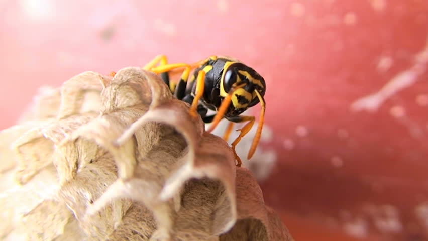 Wasp on nest
