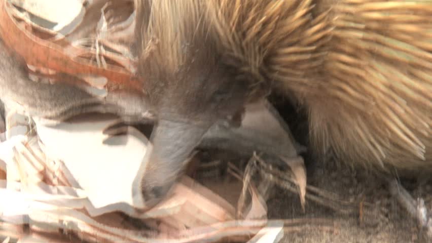 Echidna looking for food