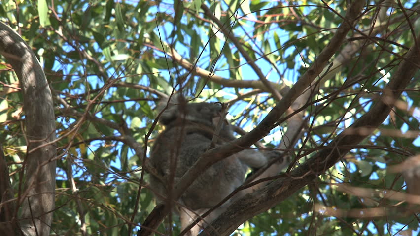 A Koala yawns