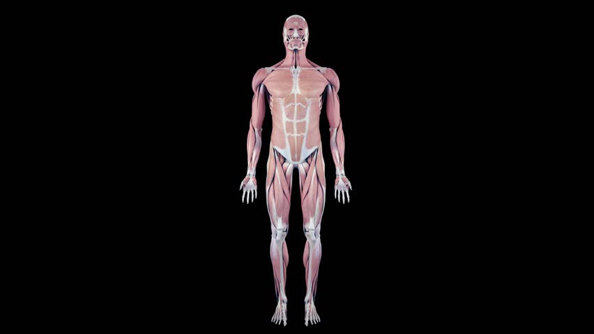 Header of adductor