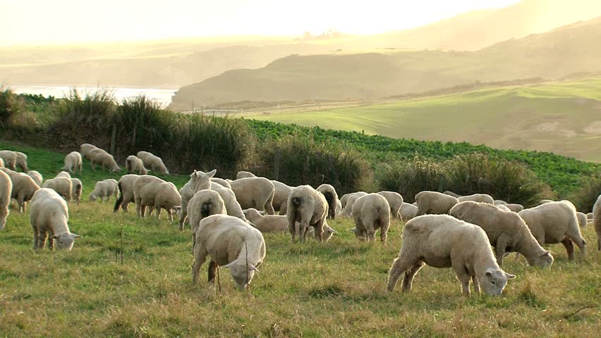 Sheeps in "New Zealand