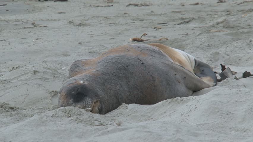 seals on the beach
