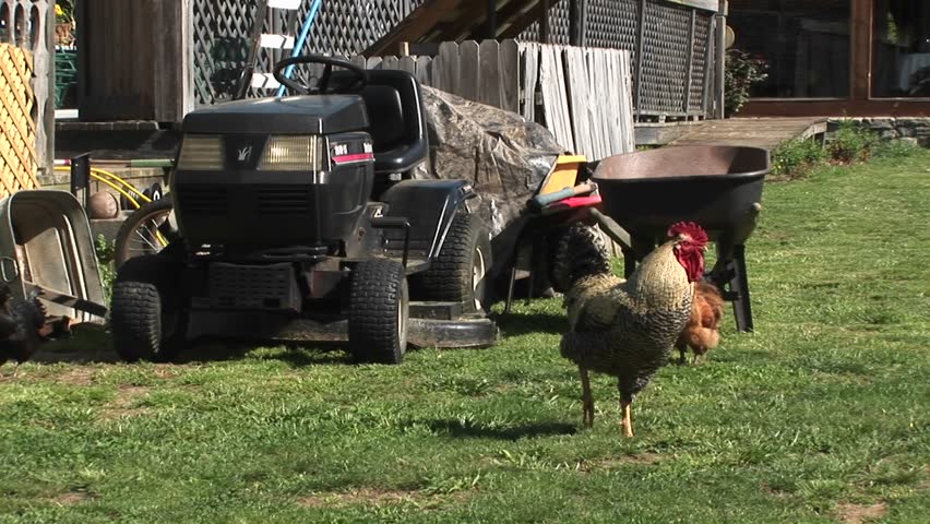 A rooster keeps watch on a lawn in front of a farmer's equipment pile.