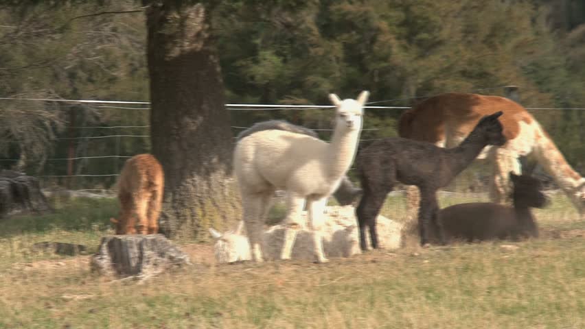 Alpaca in New Zealand
