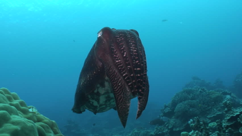 Cuttlefish