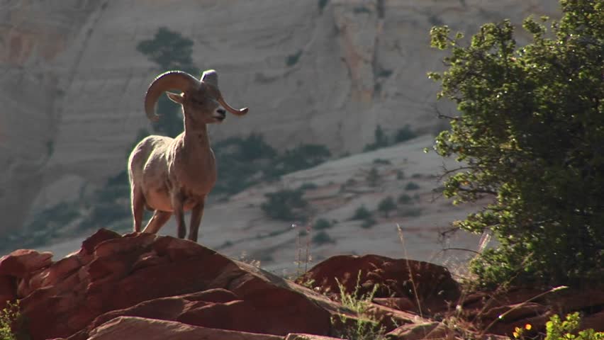 A bighorn sheep stands proudly on a cliff ledge
