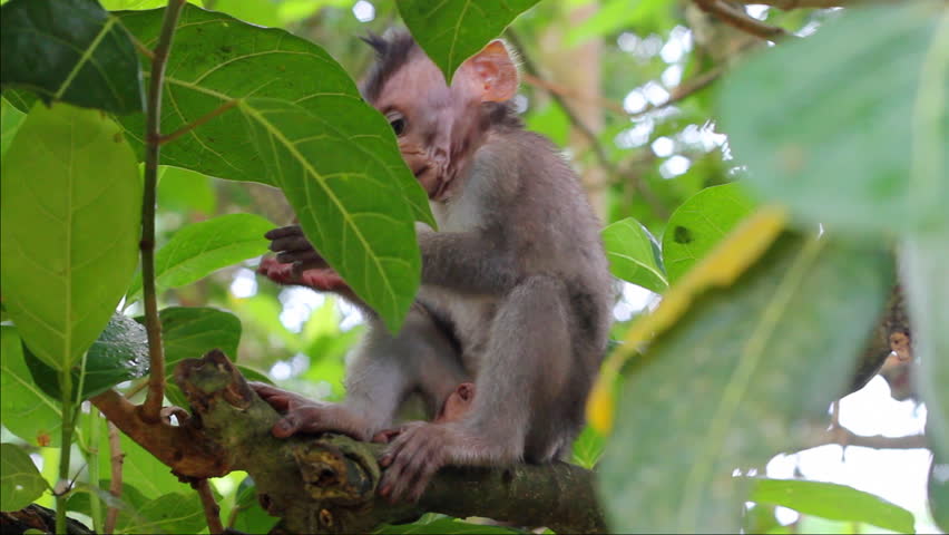 Little monkey on the branch in a Sacred Monkey Forest, Ubud, Bali, Indonesia