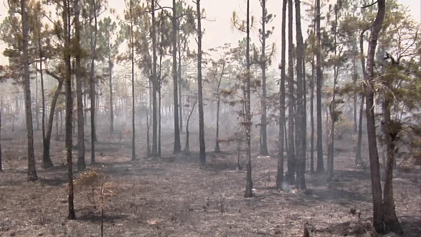 Smoky forest after a wildland fire in the Florida Everglades