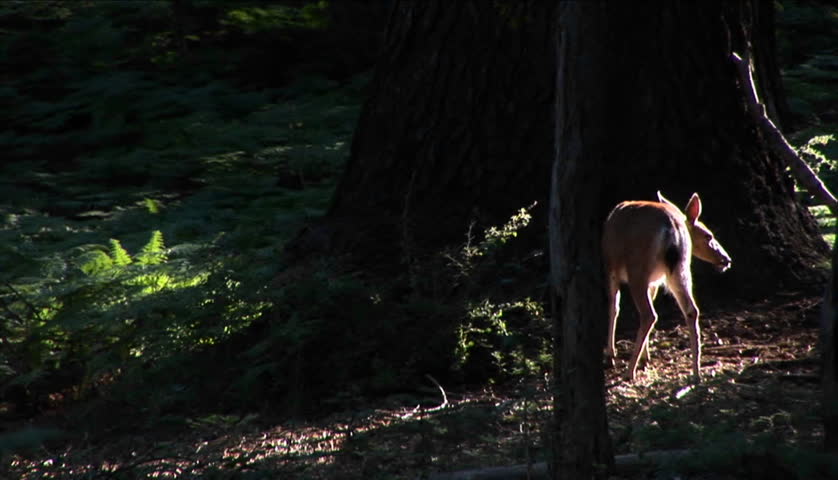 A fawn stands near a tall tree in the forest