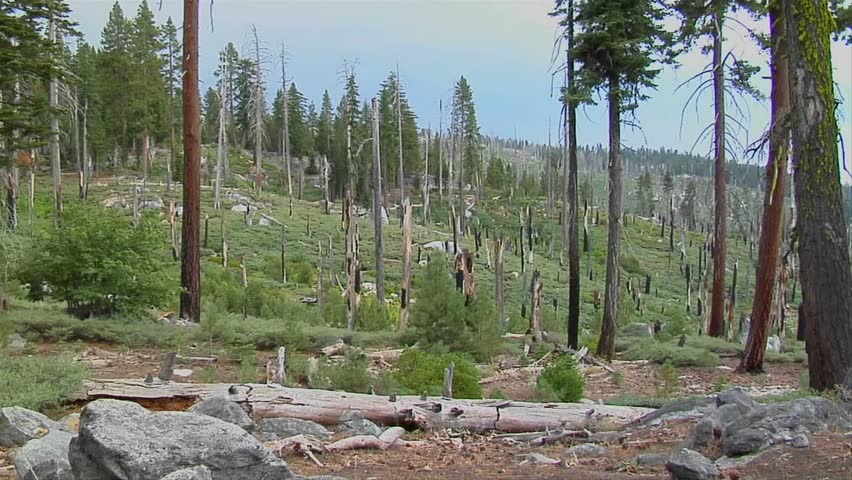 A forest is barren after a devastating forest fire in Yosemite National Park.