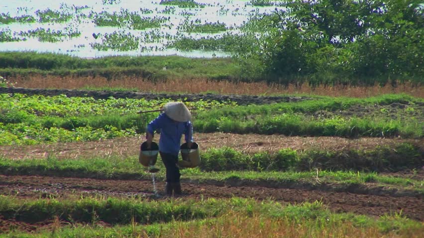 A Vietnamese farmer waters fields using traditional methods