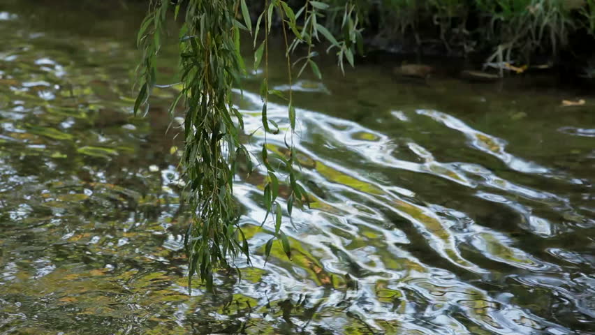 Small river. Beautiful tree willow hanging over the current reche.
