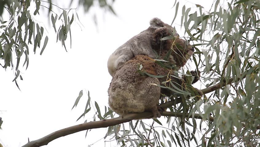 Baby Koala and it's mother in a gum tree.