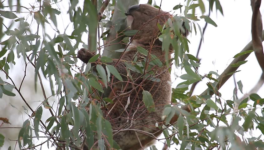 Male Koala in a tree eating gum leaves 