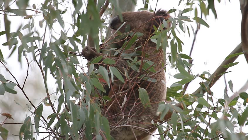 Male Koala in tree reaching out to eat gum leaves.