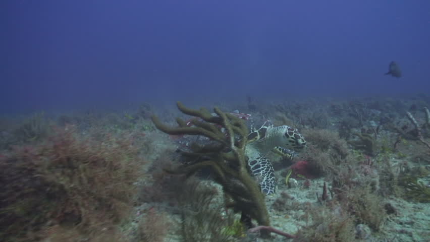 Hawksbill