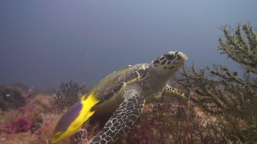 Hawksbill