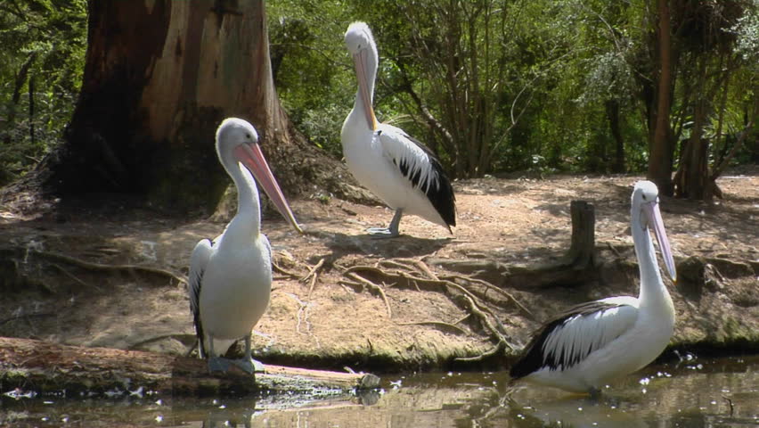 Australian pelicans meet at a watering hole