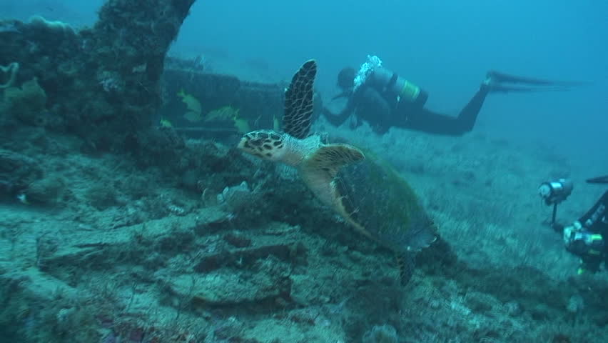Hawksbill