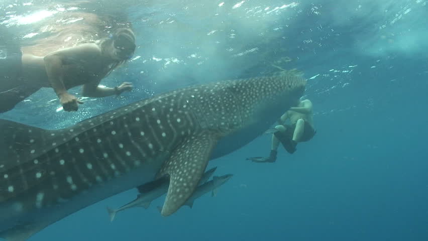 Whaleshark