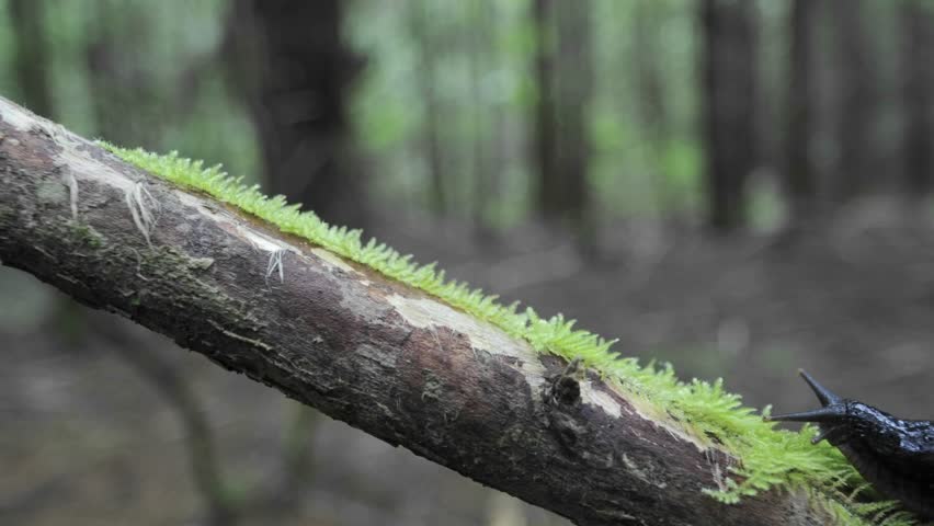 CU time-lapse of banana slug moving up a branch on Vancouver Island