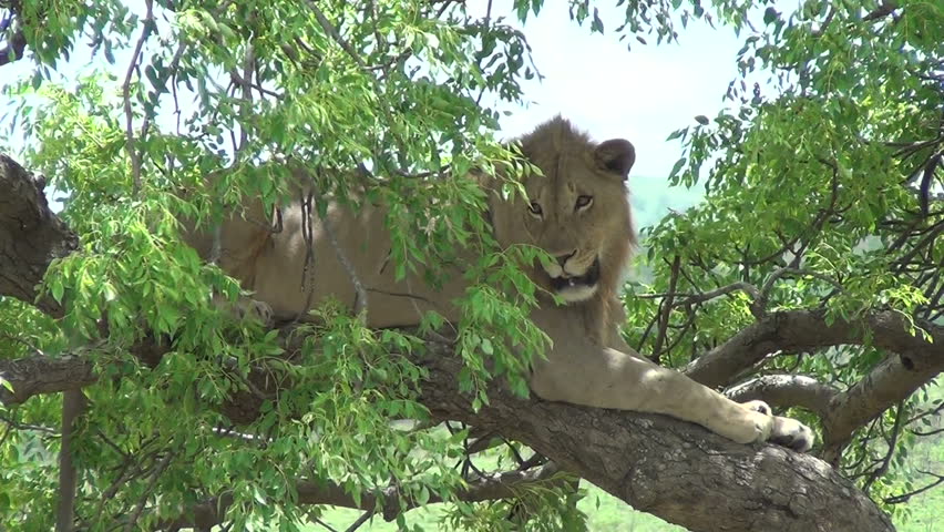 Male lion sitting in the tree.