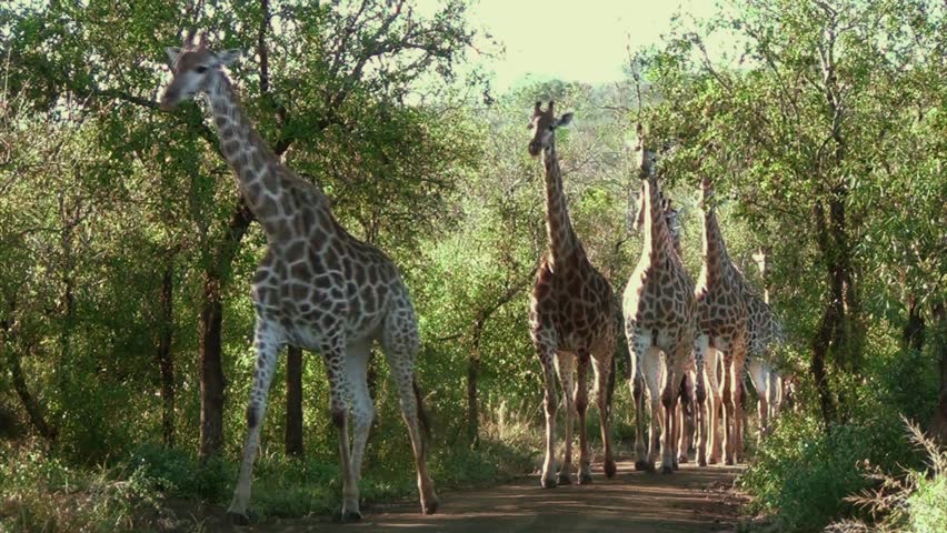 Large herd of giraffe walking through forest