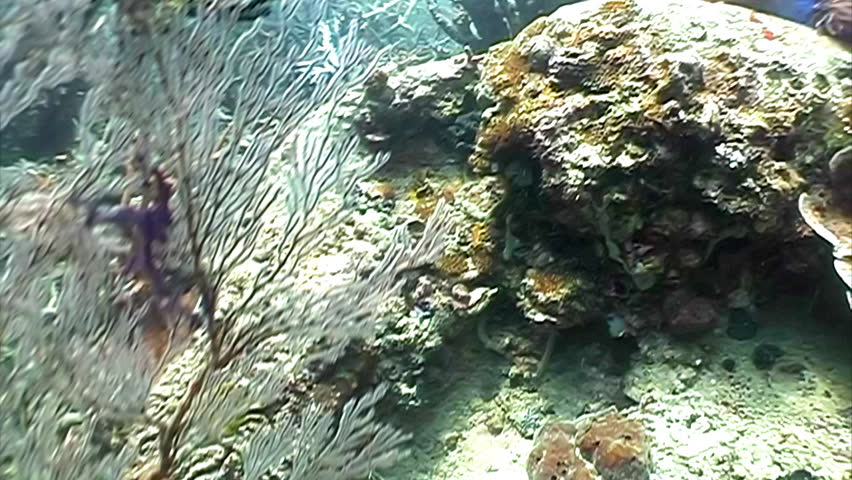 Zooming into three Orange Clown fishes playing among anemone