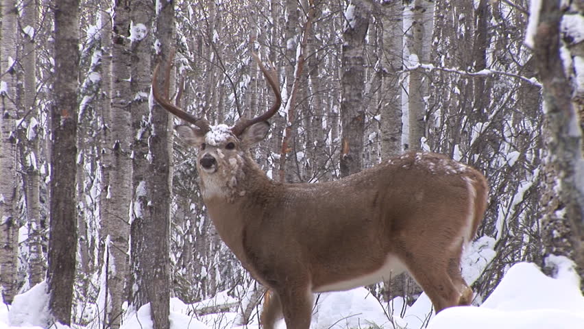 Whitetail Deer (Odocoileus virginianus)  in Saskatchewan, Canada