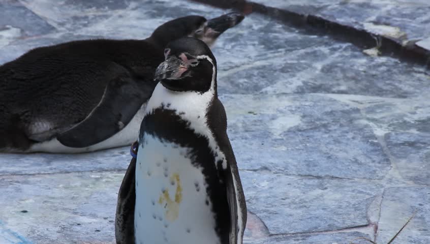 Penguin