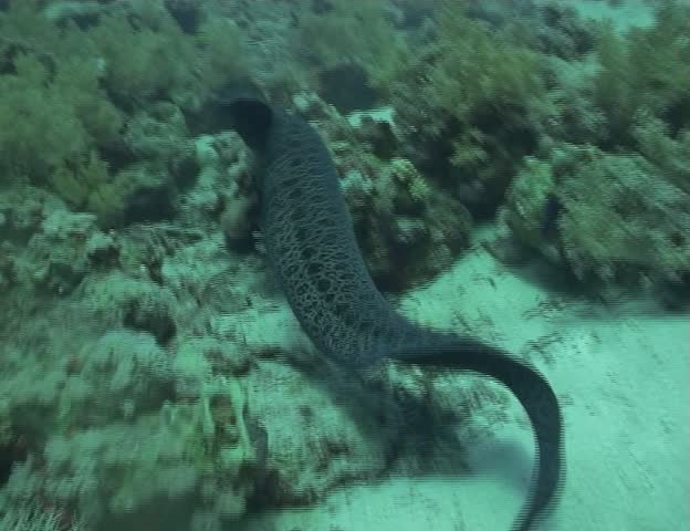 Giant Moray Eel swimming through coral