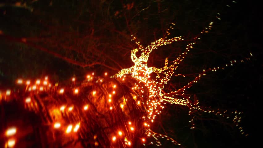 Garland on tree in dark, view from below with rotation