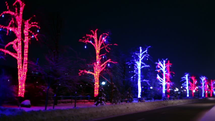 Trees are decorated with garlands stand along road