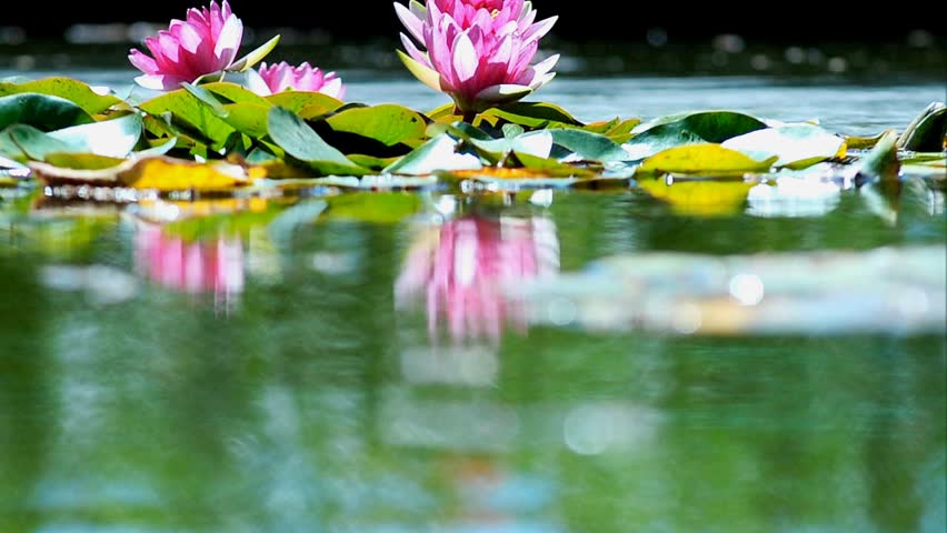 Pink lotuses reflection on a pond 