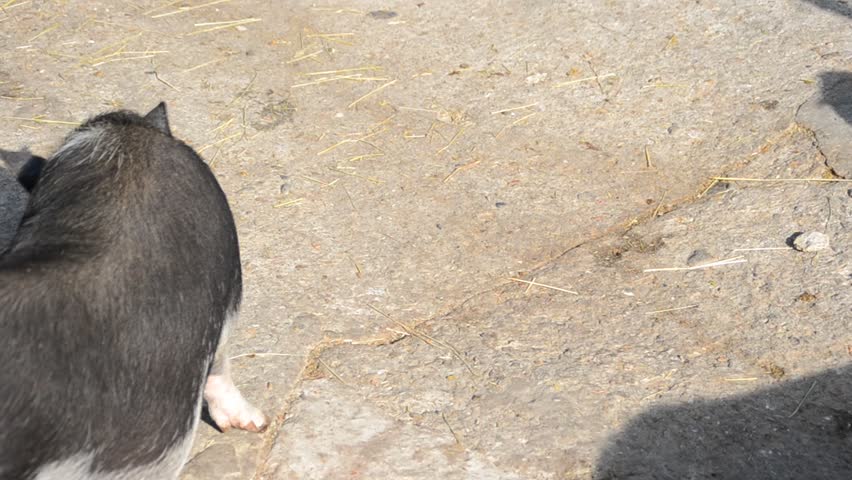 The Vietnamese pig