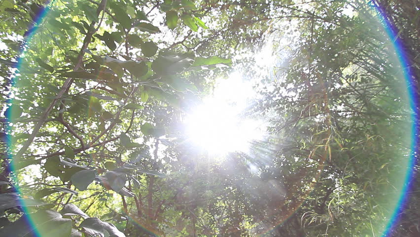 Tropical forests in Asia.