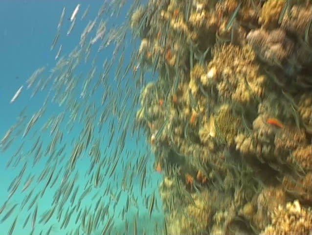 underwater diving video